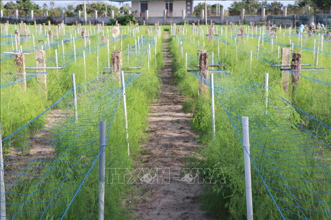 Măng tây xanh là cây trồng cho giá trị kinh tế cao được ông Hùng Ky tiên phong phát triển tại xã Phước Dinh, Khánh Hòa. Ảnh: Nguyễn Thành – TTXVN