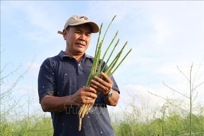 Ông Hùng Ky (xã Phước Dinh, Khánh Hòa) làm giàu từ mô hình trồng cây măng tây xanh trên vùng đất cát. Ảnh: Nguyễn Thành – TTXVN
