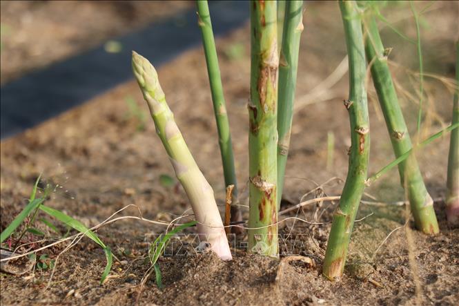 Cây măng tây xanh phát triển tốt trên vùng đất cát ở xã Phước Dinh, Khánh Hòa. Ảnh: Nguyễn Thành – TTXVN