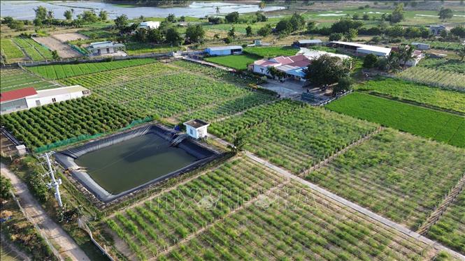 Vườn măng tây xanh tốt của ông Hùng Ky trồng tại xã Phước Dinh, tỉnh Khánh Hòa. Ảnh: Nguyễn Thành – TTXVN