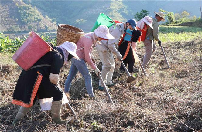 Farmers in Phong Tho border commune harvests Taro. VNA Photo: Nguyễn Oanh