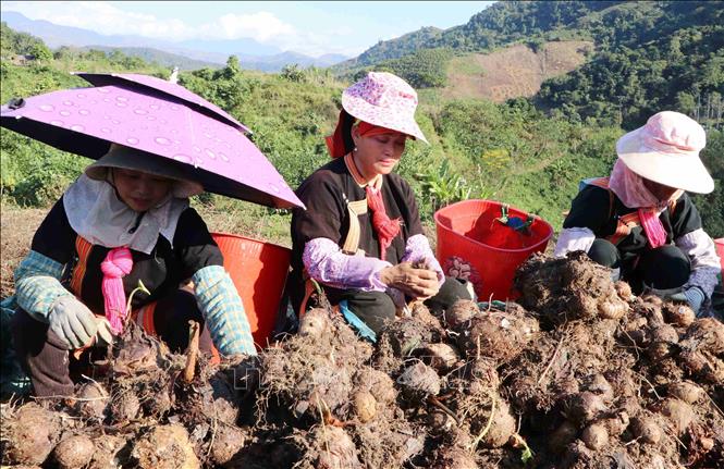 In recent years, taro has become the main source of income for many farmers in Phong Tho border commune. VNA Photo: Nguyễn Oanh