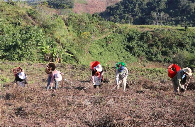 Farmers in Phong Tho border commune harvest taros. VNA Photo: Nguyễn Oanh