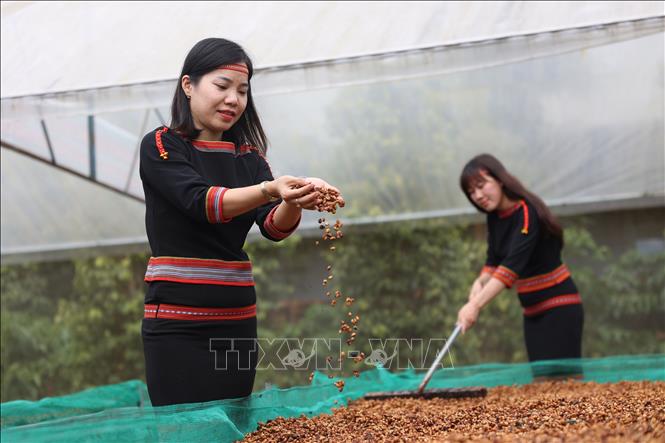 Tourists experience coffee bean preprocessing stages. VNA Photo: Tuấn Anh