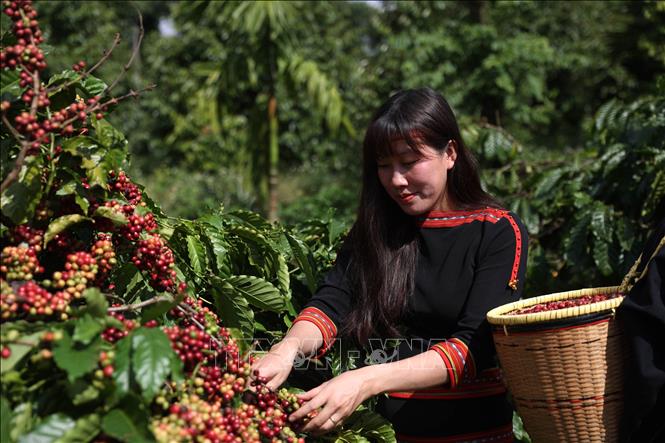Visiting Dak Lak between November and January, tourists can experience coffee bean harvesting. VNA Photo: Tuấn Anh