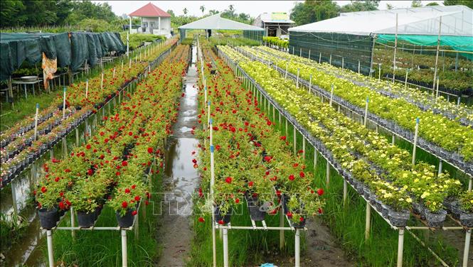 Hoa trồng trên giàn nên không bị cỏ dại tấn công. Ảnh: Nhựt An - TTXVN