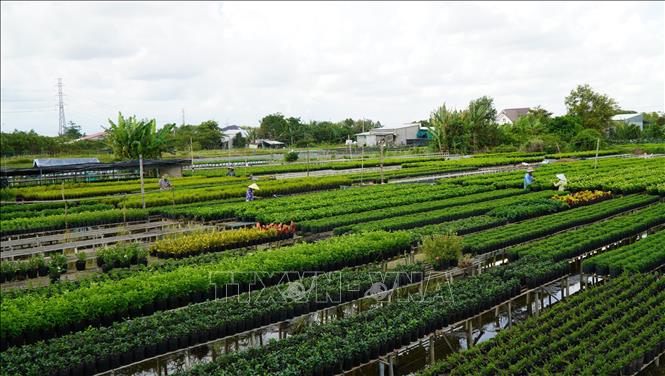 Hoa, kiểng trồng trên giàn không bị ngập nước và ảnh hưởng bởi cỏ dại. Ảnh: Nhựt An - TTXVN                               