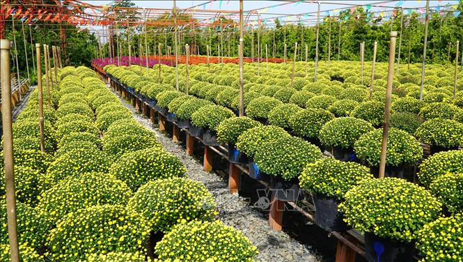 Nông dân Sa Đéc trồng các loại hoa cúc trên giàn và phát triển rất tốt. Ảnh: Nhựt An - TTXVN