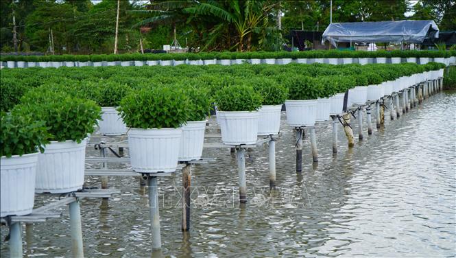 Trồng hoa trên giàn là kỹ thuật canh tác truyền thống của nông dân Làng hoa Sa Đéc. Ảnh: Nhựt An - TTXVN