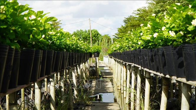 Trồng hoa trên giàn là kỹ thuật canh tác truyền thống của nông dân Làng hoa Sa Đéc. Ảnh: Nhựt An - TTXVN                              
