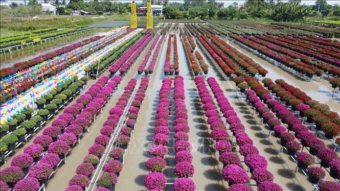 Cúc mâm xôi nhiều màu của Tổ hợp tác sản xuất và cung ứng hoa, kiểng Tân An (phường Sa Đéc) được trồng trên giàn. Ảnh: Nhựt An - TTXVN