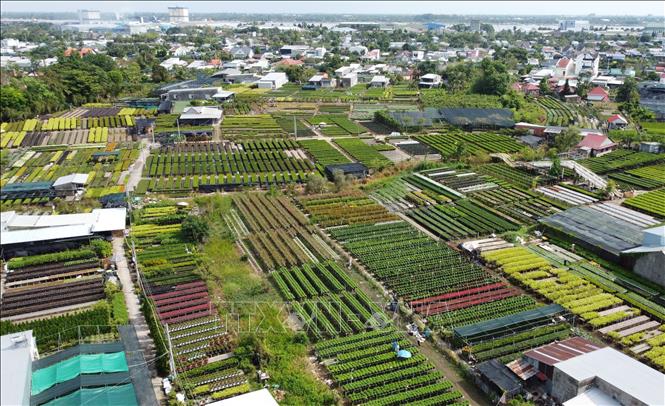 Việc trồng hoa trên giàn là kỹ thuật canh tác truyền thống của nông dân Làng hoa Sa Đéc. Ảnh: Nhựt An - TTXVN