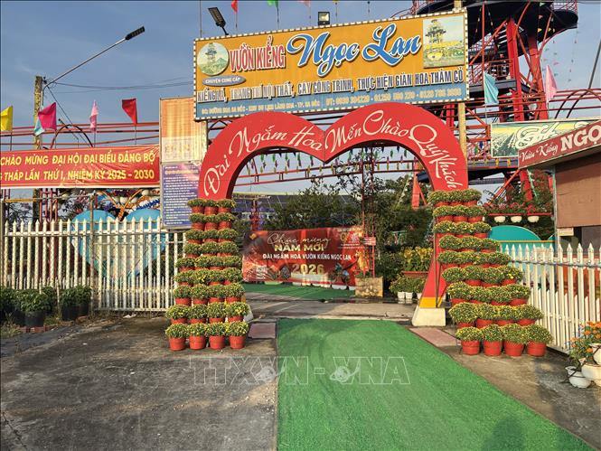 Để trang trí cổng hoa đẹp, khu khu lịch sinh thái Ngọc Lan phải chuẩn bị 500 chậu hoa. Ảnh: Hồng Nhung - TTXVN