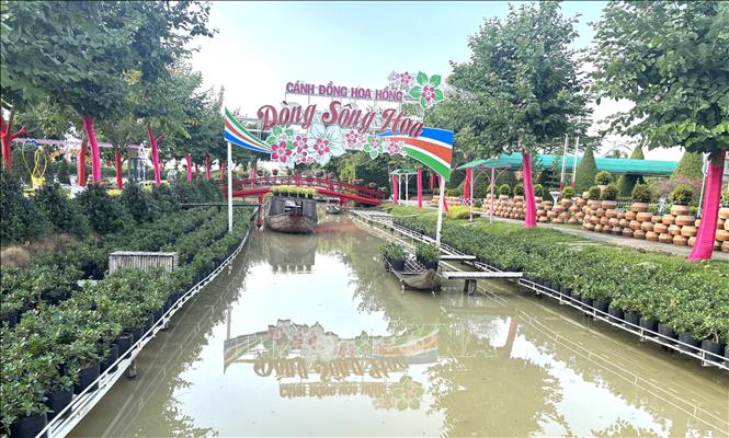 Khu du lịch sinh thái Cánh đồng hoa hồng chuẩn bị dòng sông hoa cho du khách check-in. Ảnh: Hồng Nhung - TTXVN
