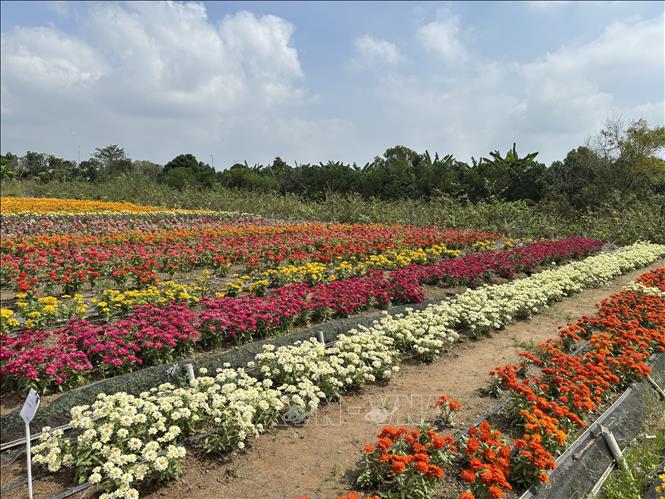 Hơn 100 giống hoa được khu du lịch sinh thái Miền Tây Lodge lựa chọn phục vụ du khách. Ảnh: Hồng Nhung - TTXVN