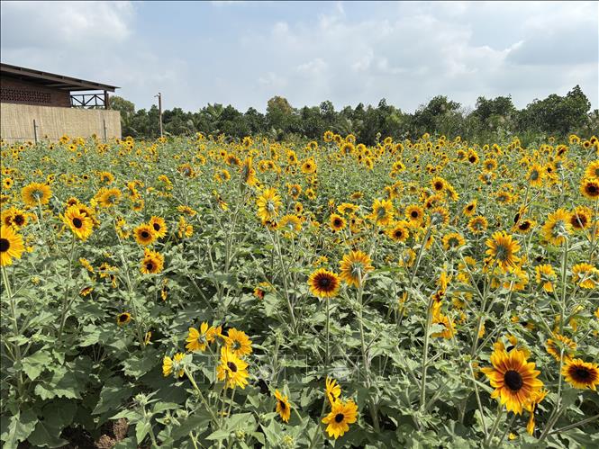 Hoa hướng dương được nhiều du khách lựa chọn check in khi đến làng hoa Sa Đéc. Ảnh: Hồng Nhung - TTXVN