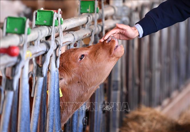 (Tư liệu) Bò được nuôi tại trang trại ở Froideville, Thụy Sĩ. Ảnh: THX/TTXVN