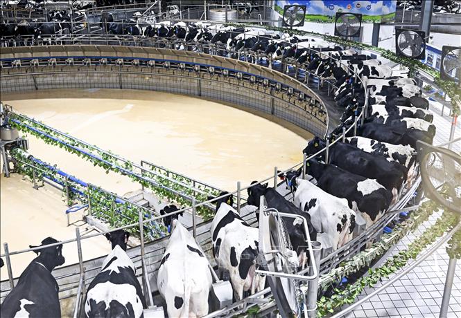 (Tư liệu) Bò sữa được nuôi tại nhà máy ở khu tự trị Nội Mông, Trung Quốc. Ảnh: THX/TTXVN