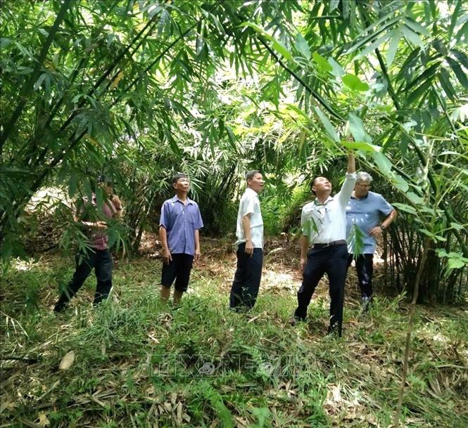 Diện tích rừng lùng, nứa được người dân trồng thâm canh. Ảnh: Trịnh Duy Hưng-TTXVN
