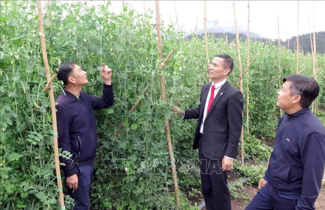 Nông nghiệp tiếp tục giữ vai trò trụ đỡ quan trọng của tỉnh Lai Châu. Ảnh: Việt Dũng - TTXVN