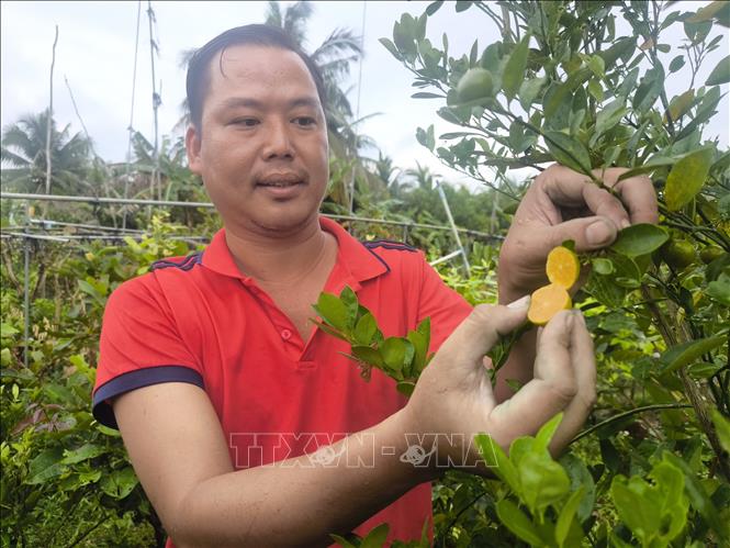 Anh Huỳnh Văn Tâm, xã Phú Phụng, tỉnh Vĩnh Long kiểm tra cây tắc (quất) không hạt giống đầu dòng. Ảnh: Huỳnh Phúc Hậu - TTXVN 