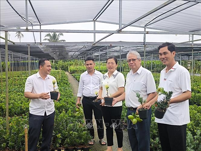 Thương lái, người dân tham quan vườn tùng của vợ chồng anh Nguyễn Văn Phúc, xã Vĩnh Thành, tỉnh Vĩnh Long. Ảnh: Huỳnh Phúc Hậu - TTXVN 