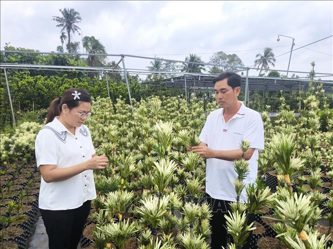 Vợ chồng anh Nguyễn Văn Phúc, xã Vĩnh Thành, tỉnh Vĩnh Long chăm sóc vườn cây Tùng của gia đình. Ảnh: Huỳnh Phúc Hậu - TTXVN 