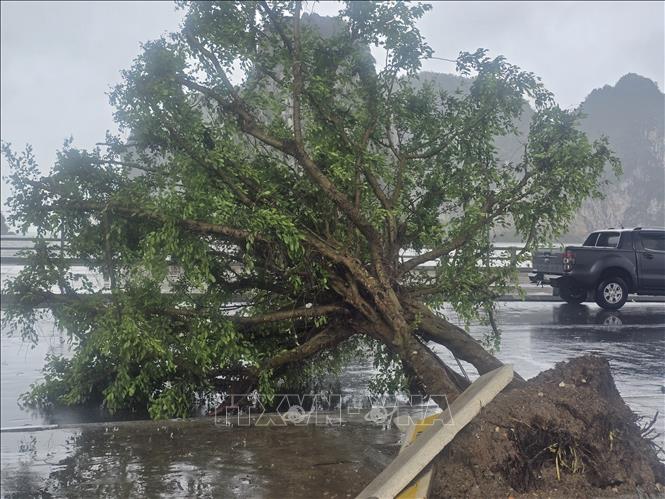  Cây xanh tại Quảng trường 30/10, ven vịnh Hạ Long bị bão đánh bật gốc. Ảnh: Thanh Vân-TTXVN 