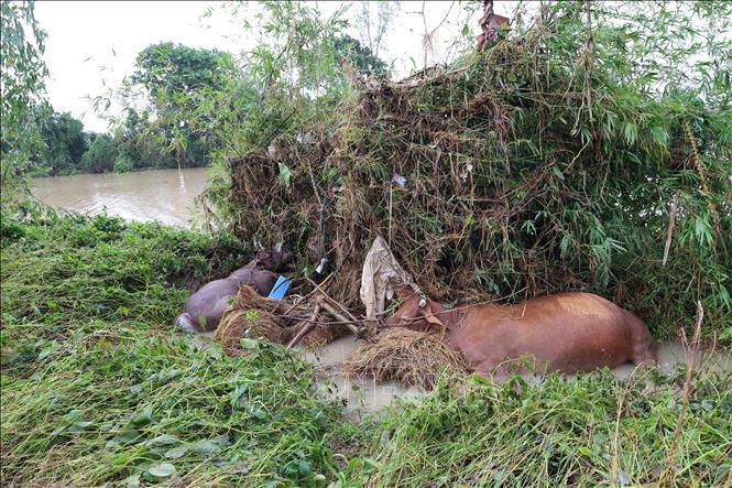Xác những con bò bị chết do nước lũ ở Nam Khánh Hoà. Ảnh: Đỗ Trưởng - TTXVN