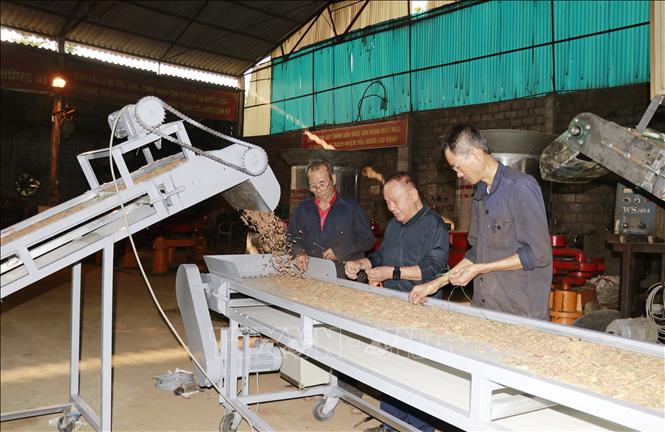 Kỹ sư Vũ Hữu Lê hiện tạo việc làm ổn định cho 21 lao động, thu nhập bình quân từ 6 - 8 triệu đồng/người/tháng. Ảnh: Đinh Thùy - TTXVN