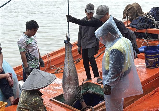 Nhiều tàu cá của ngư dân Đắk Lắk trúng cá ngừ đại dương trong chuyến biển đầu tiên từ sau mưa lũ đến nay. Ảnh: Tường Quân – TTXVN 