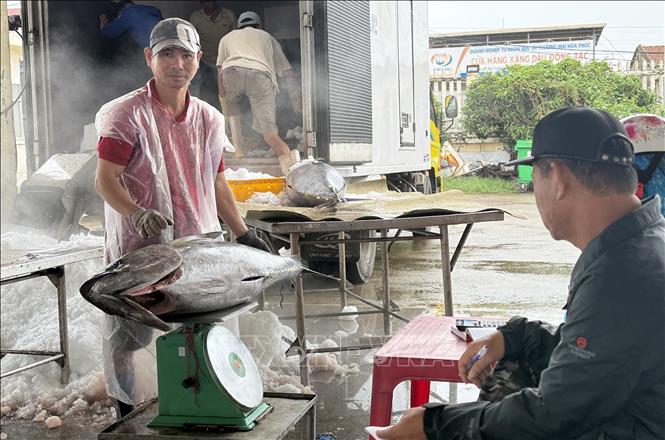 Nhiều con cá ngừ đại dương có trọng lượng từ 50 - 80kg được thương lái mua với giá cao. Ảnh: Tường Quân – TTXVN 
