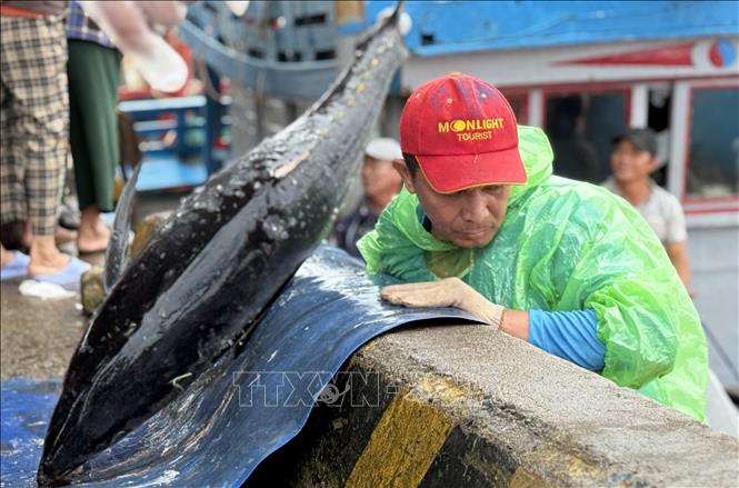 Một con cá ngừ đại dương cỡ lớn được ngư dân Đắk Lắk khai thác trong chuyến biển dài ngày. Ảnh: Tường Quân – TTXVN 