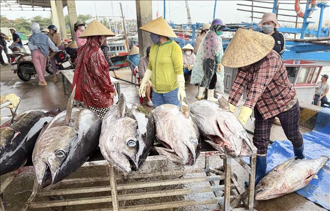 Giá cá ngừ đại dương hiện nay hơn 100.000 đồng/kg được nhiều thương lái tranh mua. Ảnh: Tường Quân – TTXVN 