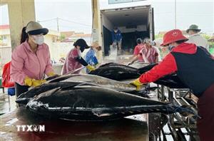 Đắk Lắk: Tàu thuyền khai thác cá ngừ đại dương trở về sau mưa lũ