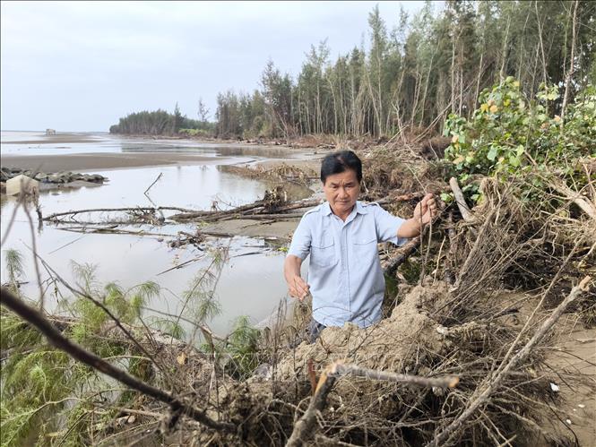 Sóng biển gây sạt lở đất, cây rừng gãy đổ. Ảnh: Huỳnh Phúc Hậu - TTXVN