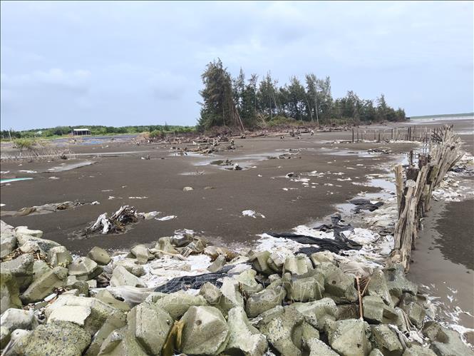 Biển xâm thực gây chết rừng, sạt lở đất tại xã Bảo Thạnh, tỉnh Vĩnh Long. Ảnh: Huỳnh Phúc Hậu - TTXVN