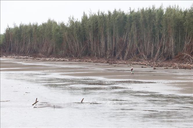 Vạt rừng (xã Tân Thủy) bị nước biển xâm thực gây chết cây và sạt lở đất. Ảnh: Huỳnh Phúc Hậu - TTXVN