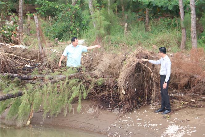 Sóng biển gây sạt lở đất, cây rừng gãy đổ. Ảnh: Huỳnh Phúc Hậu - TTXVN