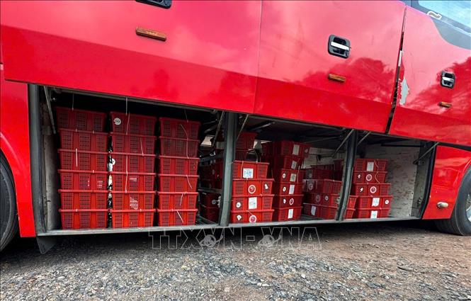 Các lực lượng chức năng phát hiện 112 kiện hàng bên trong chứa 676 cá thể Rắn hổ mang (loại một mắt kính) tổng trọng lượng là 924,2kg trái phép. Ảnh: TTXVN phát