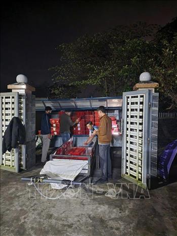 Các lực lượng chức năng phát hiện 112 kiện hàng bên trong chứa 676 cá thể Rắn hổ mang (loại một mắt kính) tổng trọng lượng là 924,2kg trái phép. Ảnh: TTXVN phát