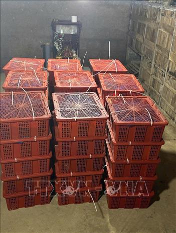 Các lực lượng chức năng phát hiện 112 kiện hàng bên trong chứa 676 cá thể Rắn hổ mang (loại một mắt kính) tổng trọng lượng là 924,2kg trái phép. Ảnh: TTXVN phát