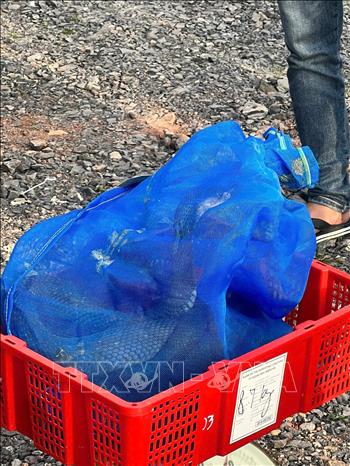 Các lực lượng chức năng phát hiện 112 kiện hàng bên trong chứa 676 cá thể Rắn hổ mang (loại một mắt kính) tổng trọng lượng là 924,2kg trái phép. Ảnh: TTXVN phát