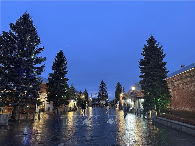 Hai hàng cây thông dọc theo con đường giữa các nhà kho gạch đỏ. Ảnh: Nguyễn Tuyến – Pv TTXVN tại Nhật Bản