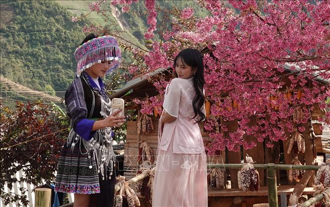 Du khách không khỏi ngỡ ngàng, trầm trồ trước vẻ đẹp nguyên sơ, mộc mạc nhưng đầy cuốn hút của loài hoa Tớ Dày, một loài hoa gắn bó với bao thế hệ người Mông vùng cao nơi đây. Ảnh: Tuấn Anh - TTXVN