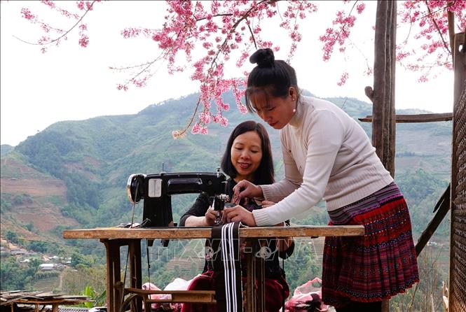 Hoa Tớ Dày được người dân vùng cao Mù Cang Chải trồng quanh nhà. Ảnh: Tuấn Anh - TTXVN