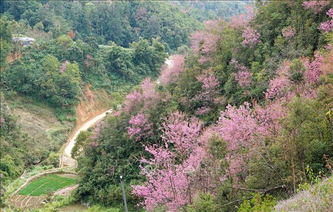 Cây Tớ Dày còn có tác dụng phòng hộ, phủ xanh đất trống đồi núi trọc. Ảnh: Tuấn Anh - TTXVN