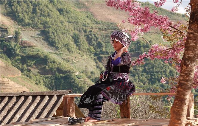 Những năm gần đây, cứ vào mùa hoa Tớ Dày, Mù Căng Chải lại tổ chức thành lễ hội hàng năm, thu hút du khách. Ảnh: Tuấn Anh - TTXVN