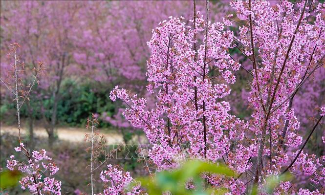 Mù Cang Chải sẽ khai mạc Festival Khèn Mông và Lễ hội Hoa Tớ Dày năm 2026 vào tối 3/1/2026 với nhiều hoạt động đặc sắc. Ảnh: Tuấn Anh - TTXVN