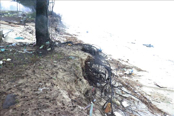 Sóng biển lớn đánh vào bờ bãi tắm Cửa Việt khiến bờ biển bị sạt lở, nhiều gốc phi lao bị trơ rễ. Ảnh: Tường Vi - TTXVN